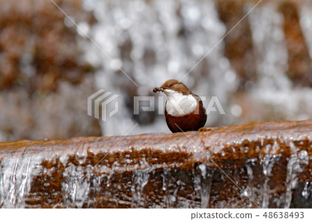White-throated Dipper, in the stream 48638493