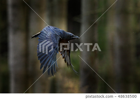 Raven in flight, Sweden. Bird in the dark forest Raven in flight, Sweden. Bird in the dark forest 48638500