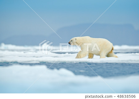 Polar bear on drift ice edge with snow and water Polar bear on drift ice edge with snow and water 48638506