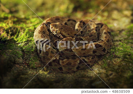 Common Lancehead, in the tropical forest 48638509