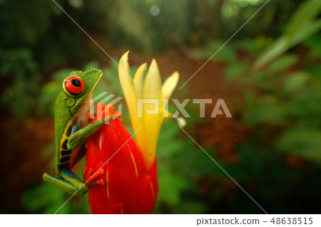 Red-eyed Tree Frog in nature habitat 48638515