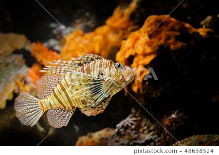 Pterois volitans, Red Lionfish, danger poison fish Pterois volitans, Red Lionfish, danger poison fish 48638524