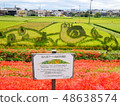 A cluster amaryllis and rice field art at the arrow Katsukawa 48638574