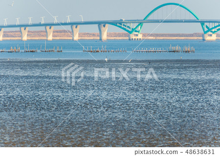 在Sone灘上嬉戲的野鳥[福岡縣] 48638631