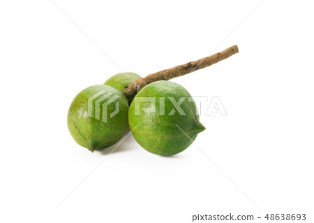 macadamia nuts isolated on white background macadamia nuts isolated on white background 48638693