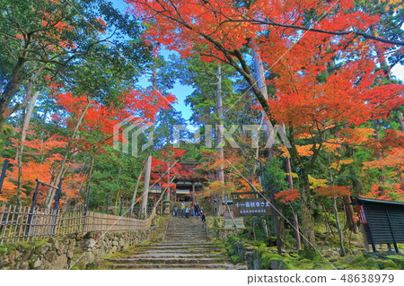 [Shiga Prefecture] Autumn leaves of Saimyoji Nitenmon 48638979