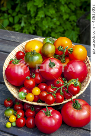 Tomato harvest Tomato harvest 48639058