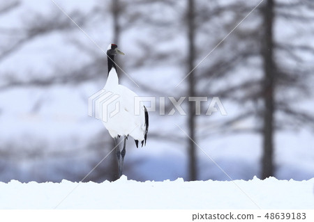 Cranberries 48639183