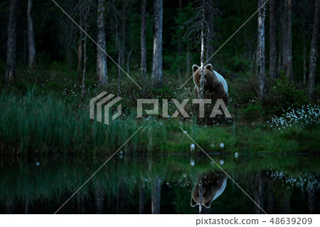 Brown bear in the night, hidden behind the tree Brown bear in the night, hidden behind the tree 48639209