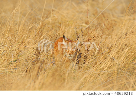 Portrait of Eurasian Lynx, wild cat on the meadow Portrait of Eurasian Lynx, wild cat on the meadow 48639218