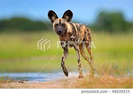 Wildlife from Okavango delta, Botswana, Africa 48639233