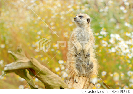 Beautiful animal in the nature habitat. Beautiful animal in the nature habitat. 48639238