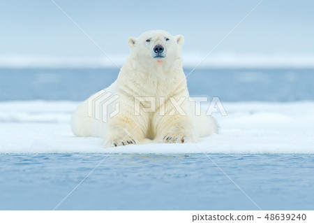 Polar bear on drift ice edge with snow and water 48639240