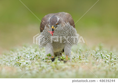 Goshawk, Accipiter gentilis, feeding on squirrel 48639244