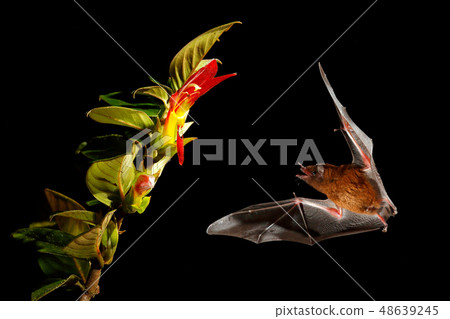 Orange nectar bat, Lonchophylla robusta 48639245