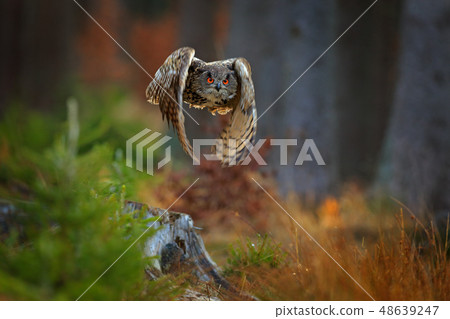Flying Eurasian Eagle Owl with open wings 48639247