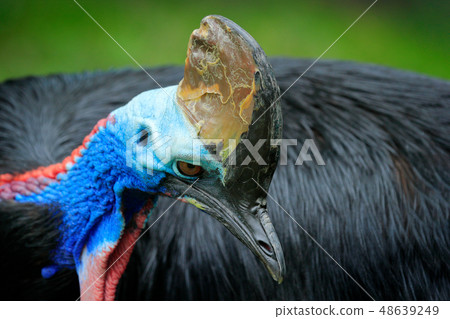 Detail portrait of Southern cassowary Detail portrait of Southern cassowary 48639249