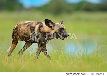 African wild dog, Lycaon pictus, in the lake 48639251