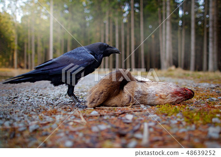 Raven with dead European Roe Deer 48639252