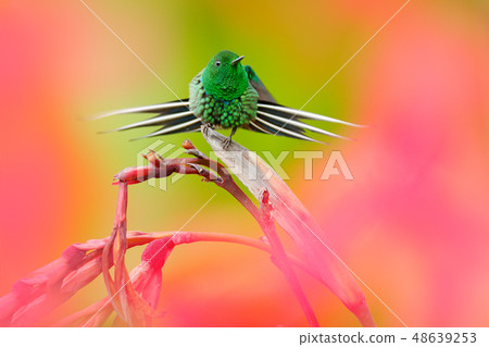 Nice hummingbird Green Thorn-tail 48639253
