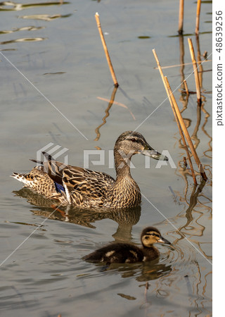 Female of mallard duck with a duckling Female of mallard duck with a duckling 48639256
