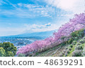 Cherry blossoms of Matsuda mountain 48639291