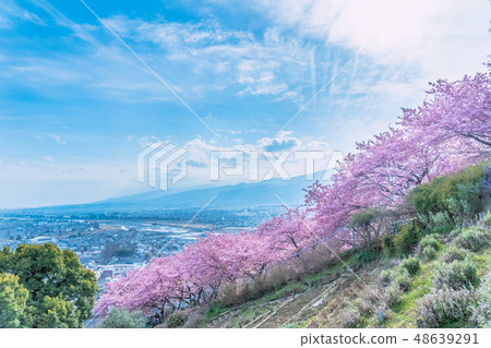 Cherry blossoms of Matsuda mountain 48639291