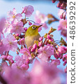 Cherry blossoms of Matsuda mountain 48639292