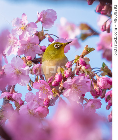 Cherry blossoms of Matsuda mountain Cherry blossoms of Matsuda mountain 48639292