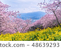 Cherry blossoms of Matsuda mountain 48639293