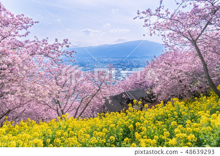 Cherry blossoms of Matsuda mountain Cherry blossoms of Matsuda mountain 48639293
