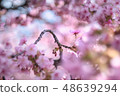 Cherry blossoms of Matsuda mountain 48639294