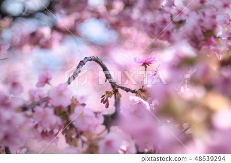 Cherry blossoms of Matsuda mountain 48639294