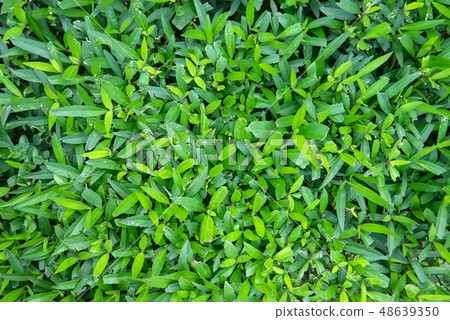Natural green grass turf yard texture background 48639350