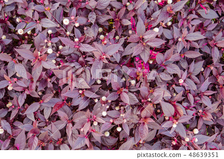 Violet purple leaves bush texture background Violet purple leaves bush texture background 48639351