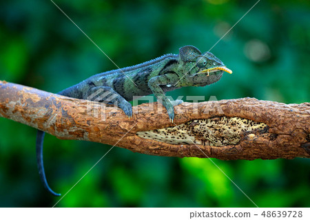 Malagasy giant chameleon, Furcifer oustaleti Malagasy giant chameleon, Furcifer oustaleti 48639728
