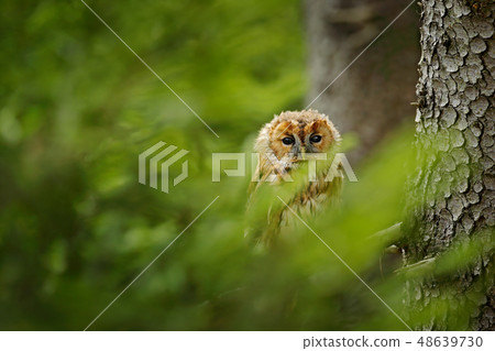 Tawny owl hidden in the forest. Tawny owl hidden in the forest. 48639730