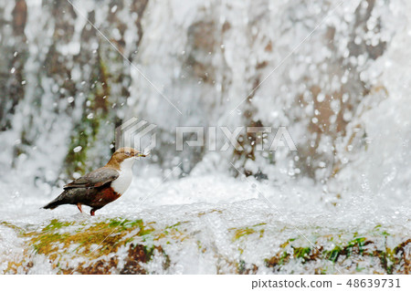 White-throated Dipper, Cinclus cinclus White-throated Dipper, Cinclus cinclus 48639731