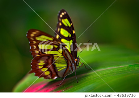 Butterfly in the green forest. 48639736