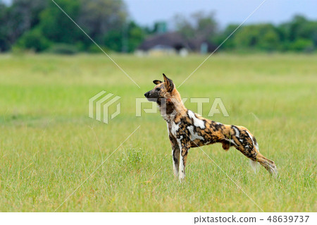 African wild dog, walking in the green grass 48639737