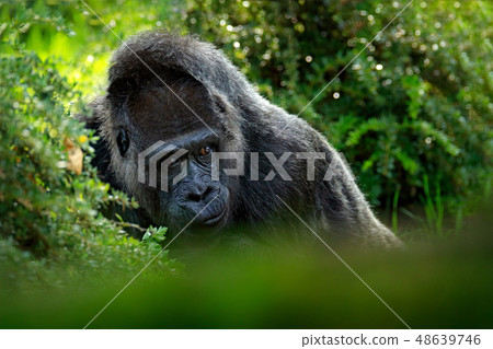 Western lowland gorilla, detail head portrait Western lowland gorilla, detail head portrait 48639746