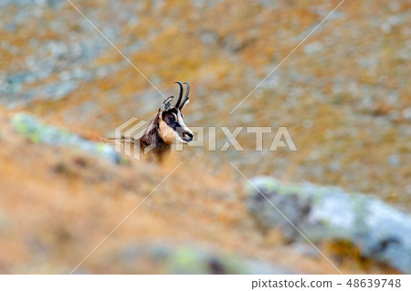 Chamois, Rupicapra rupicapra, detail portrait Chamois, Rupicapra rupicapra, detail portrait 48639748
