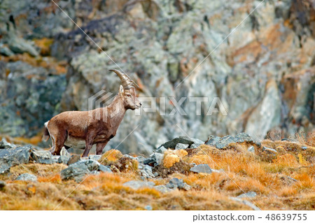 Alpine Ibex, Capra ibex, in the rocky habitat. Alpine Ibex, Capra ibex, in the rocky habitat. 48639755