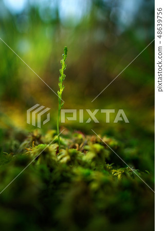 Hammarbya paludosa, Bog Orchid in dark forest 48639756