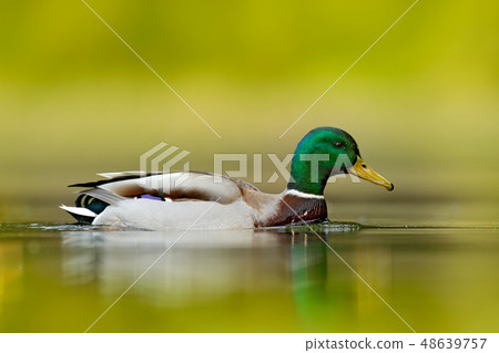 Water bird Mallard, Anas platyrhynchos 48639757