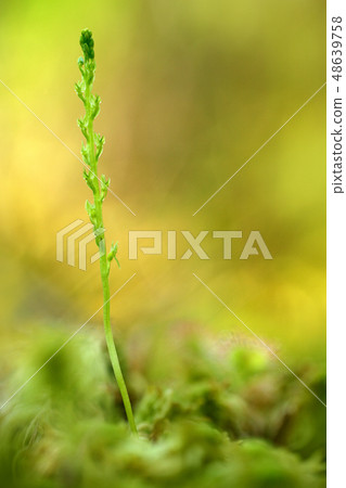 Hammarbya paludosa, Bog Orchid in green forest 48639758