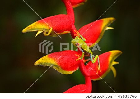 Red-eyed Tree Frog, Agalychnis callidryas 48639760