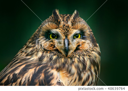Detail head portrait of  Short-eared Owl 48639764