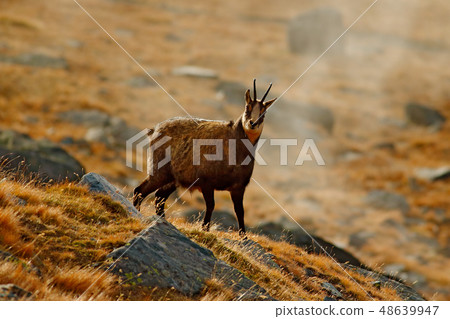 Chamois, Rupicapra rupicapra, on the rocky hill Chamois, Rupicapra rupicapra, on the rocky hill 48639947