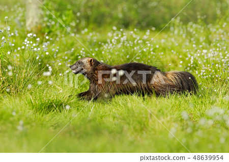 Running Wolverine in Finnish taiga. Running Wolverine in Finnish taiga. 48639954